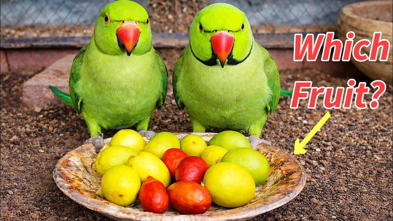 Giving this new fruit to my PARROTS | Will parrots eat this food? 