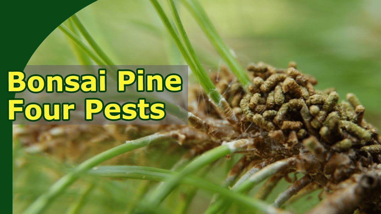 4 common problems with pine bonsai in spring. What to look for?