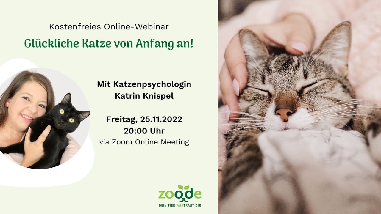 Glückliche Katze von Anfang an! | Webinar mit Katzenpsychologin Katrin Knispel | Zoo.de