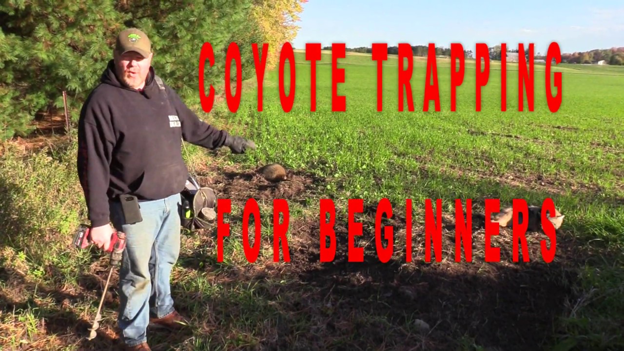 How to trap coyotes for beginner trappers
