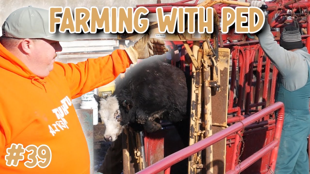 Cow Maze Adventures: Calf Banding Quest | Farming with Ped
