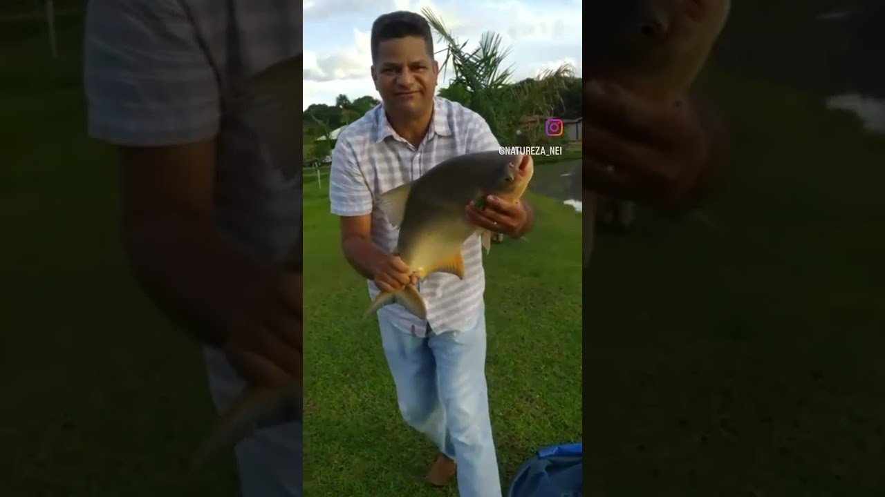mostro de tambatinga