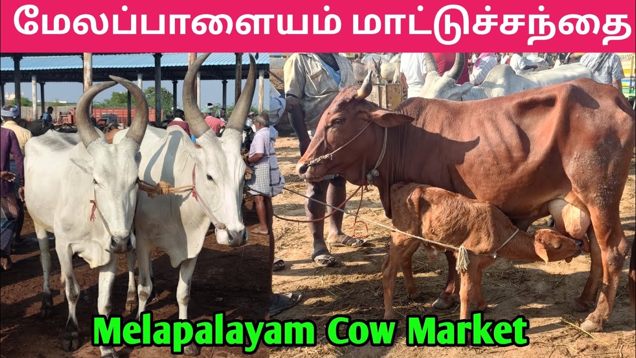 17 - 3 - 26 | மேலப்பாளையம் மாட்டுச்சந்தை | Melapalayam Cow Market | Cow Market | kalnadaitholan