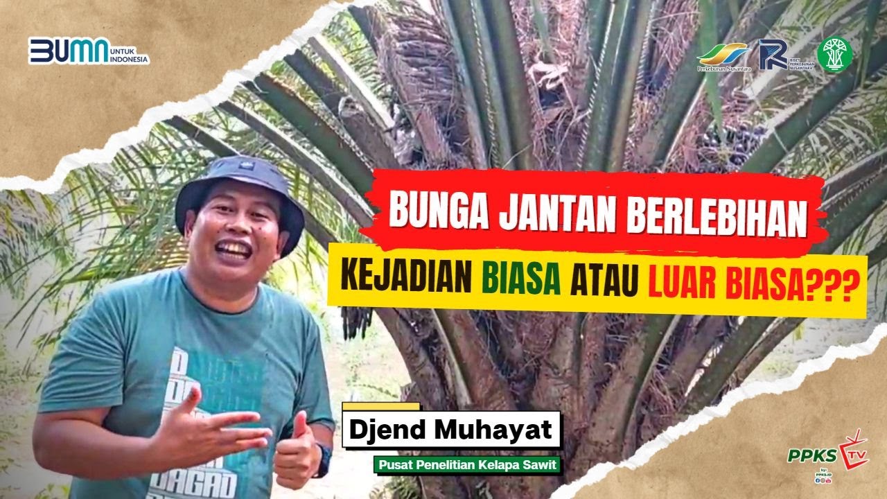 “Kenapa Pohon Sawit Saya Muncul Bunga Jantan Berlebihan???”
