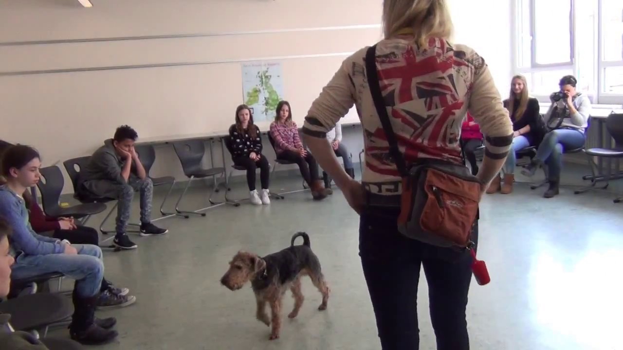 Franklyn   Eine Schule kommt auf den Hund