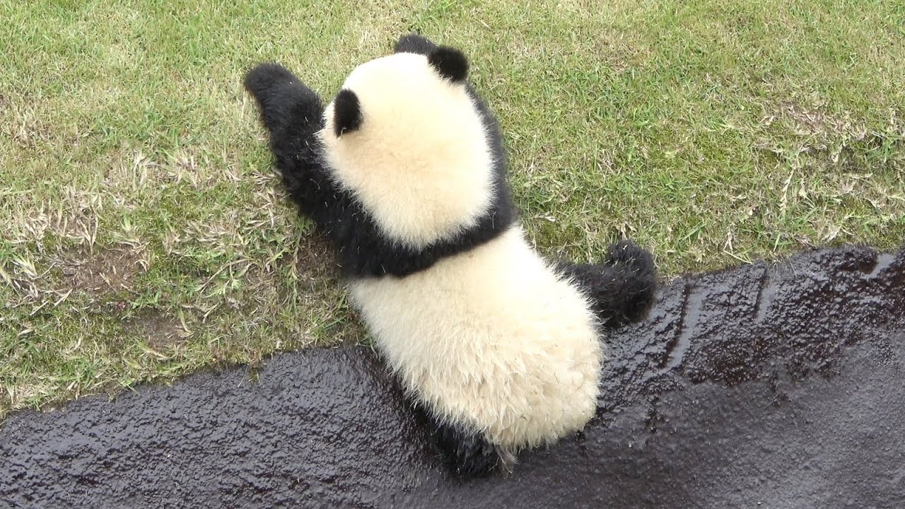 落ちて遊んでいた頃。 引っ張ってくれたのに・・・落ちていっちゃった。 #パンダ #かわいい #アドベン #アドベンチャーワールド