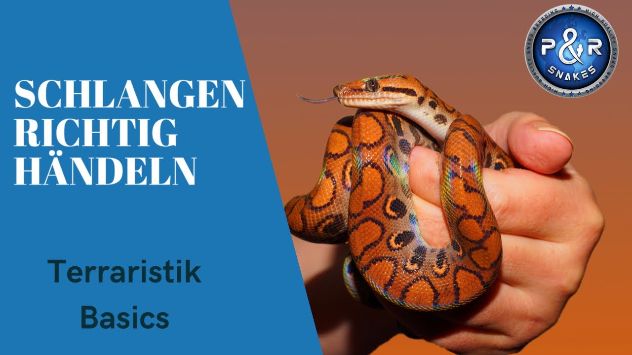 Terraristik Basics - so händelst du Schlangen richtig