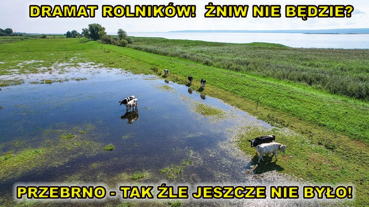 30.07.2025.Dramat na Żuławach i Pomorzu : Żniw nie będzie, pola rolników zalane.