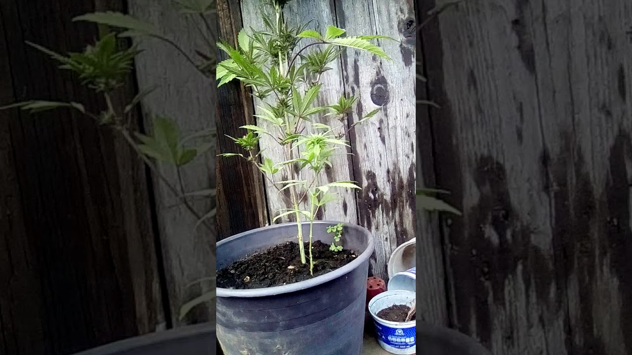 Como y cu&aacute;ndo saber el sexo de mi planta de marihuana..