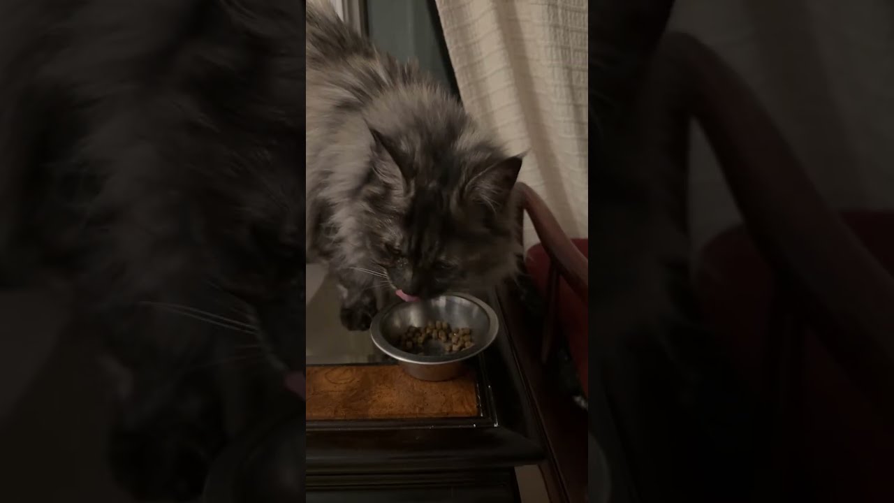 Dinner with Kiki #cat #catdaily #cattok #cutre #fyp #funnycats #kitten #prettycat 