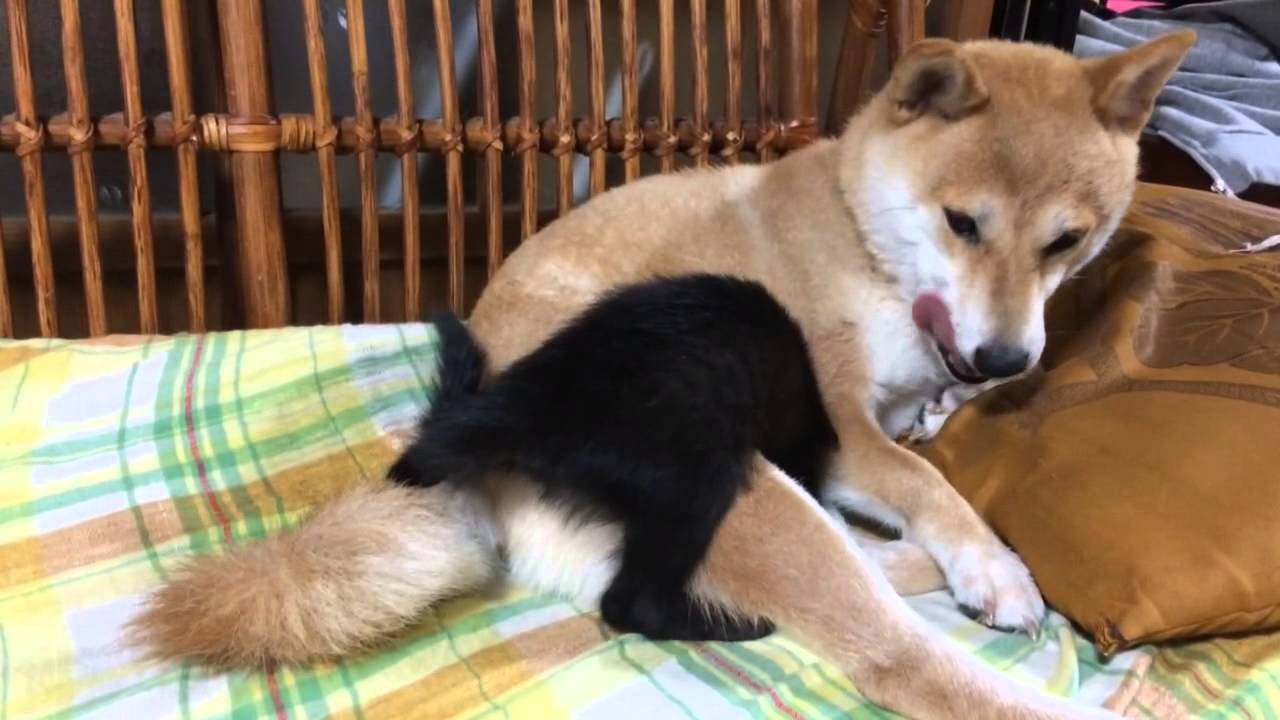 柴犬ももと、乳離れできない猫 A cat hard to wean