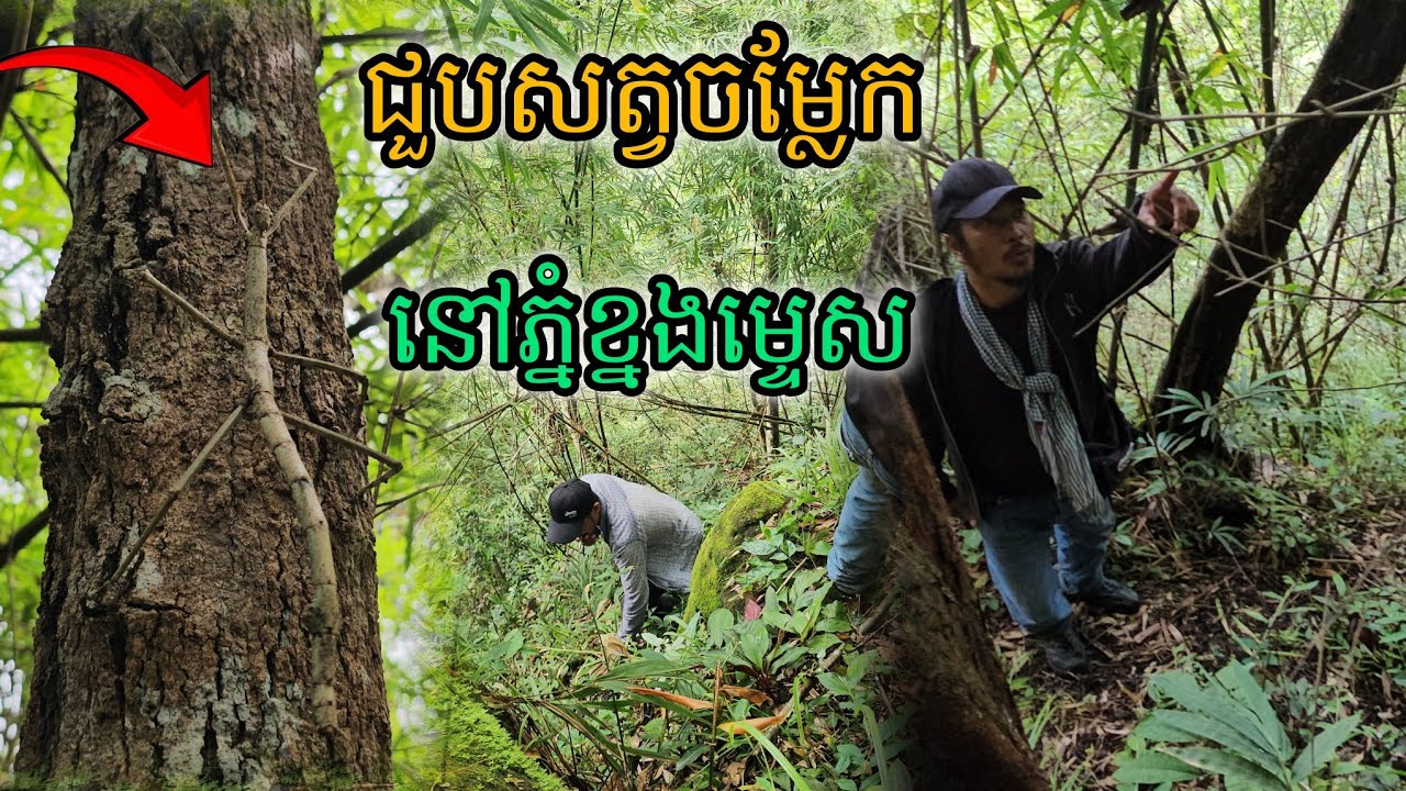 ជួបសត្វចម្លែកនៅខ្នងភ្នំម្ទេស