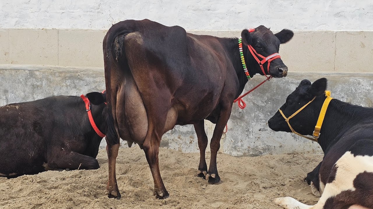 ਪਹਿਲਣ ਸੋਹਣੀ ਝੋਟੀ ਸਾਫ ਲੇਵੇ ਆਲੀ ਨਾਲ 9 ਗਾਵਾ ਜਰਸੀਆ ਤੇ Hf ਦਿਲ ਖੁਸ਼ ਹੋਜੂ ਜਰਸੀ ਨੂੰ ਵੇਖ ਪੰਡ ਲੇਵੇ ਦੀ ਦੁੱਧ ਚੰਗਾ