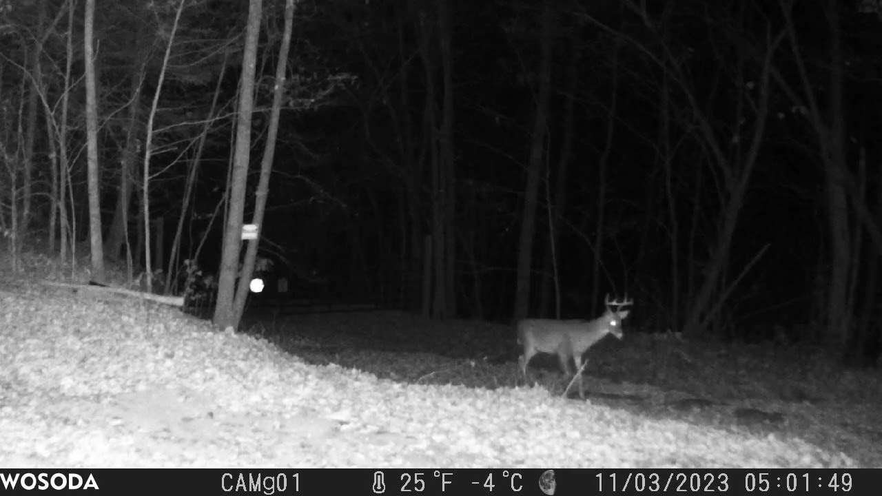 Whitetail Buck, 8 Point at BNP Ranch