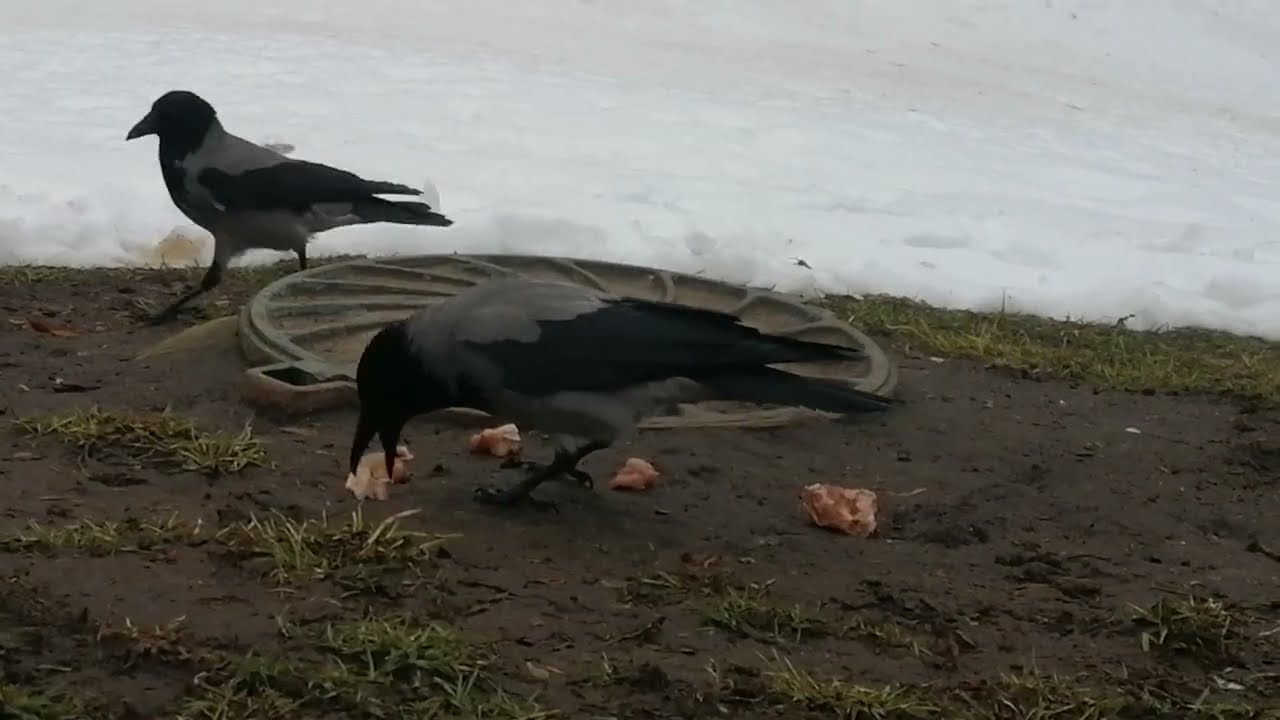 Взрослая ворона наказывает молодую за воровство / Adult crow Hog punishes youngster for stealing