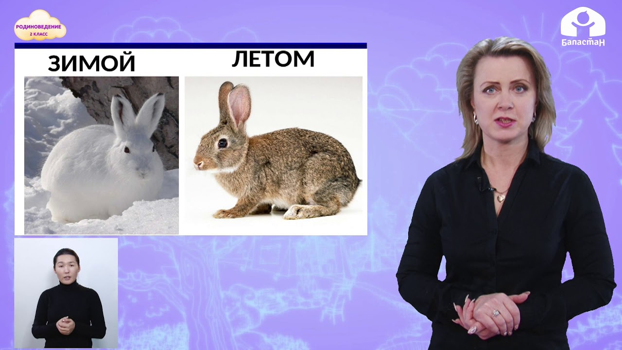 РОДИНОВЕДЕНИЕ 2 класс / Как зимуют животные? / ТЕЛЕУРОК 19.02.21