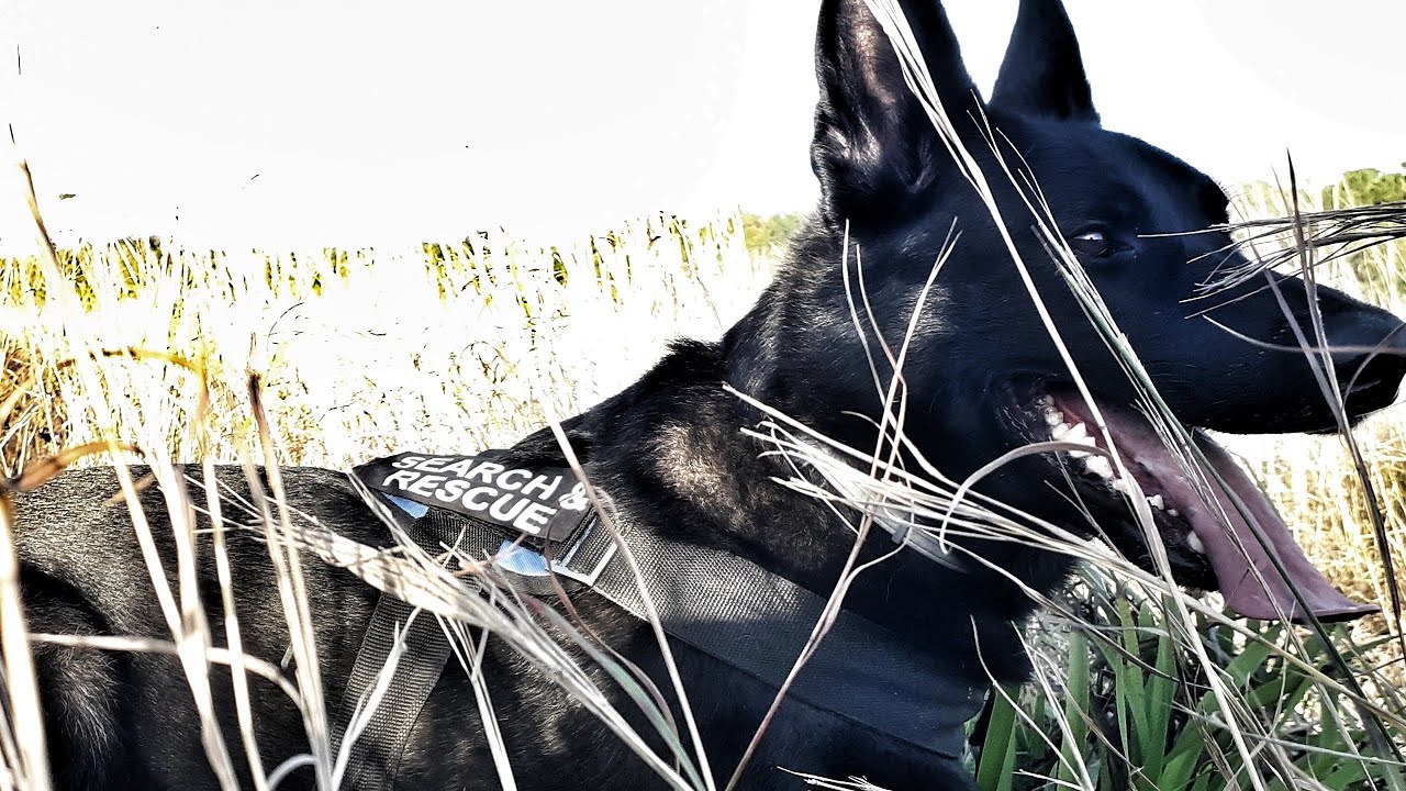 Tracking Search and Rescue K9 Unit - dog training