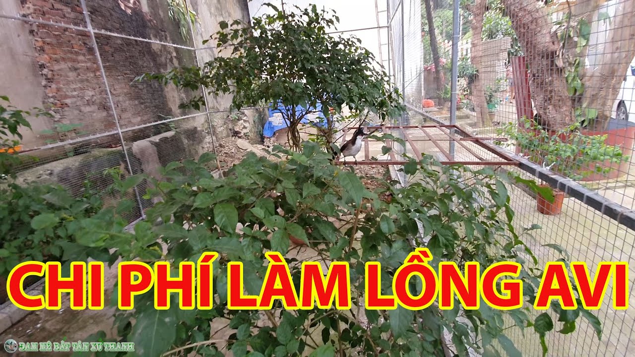 Chi phí làm lồng AVI hết bao nhiêu - Làm lồng AVI to và đẹp nhất