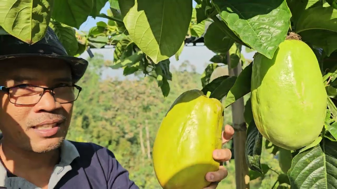 Panen dan Unboxing Markisa Jumbo di #GreenAhmedFarm