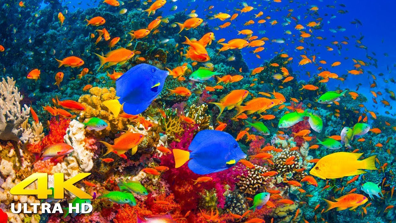 🌊 4K Stunning Underwater Wonders of the Red Sea + Relaxing Music - Coral Reefs & Colorful Sea Life