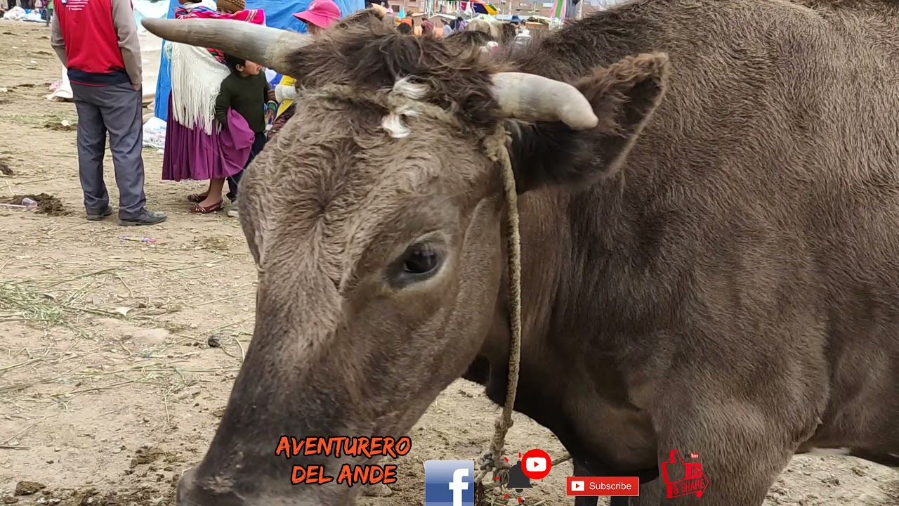 FERIA DE RAMOS EN LA CIUDAD EL ALTO