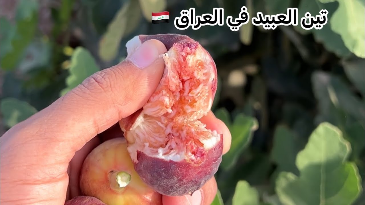 صنف تين يحمل موسمين بالسنه ومتحمل للحر والملوحه | غزارة وتحمل تين العبيد 🤔