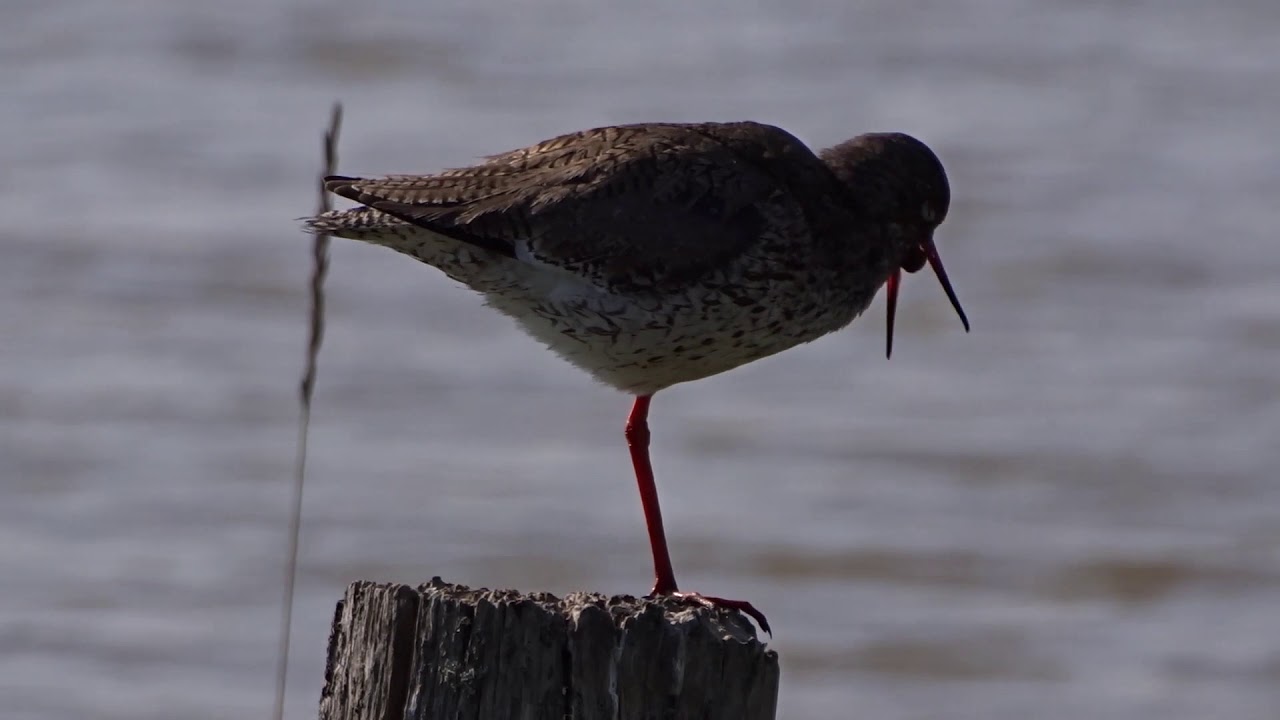 Vlog N&deg; 138 Vogels die braakballen uitspugen
