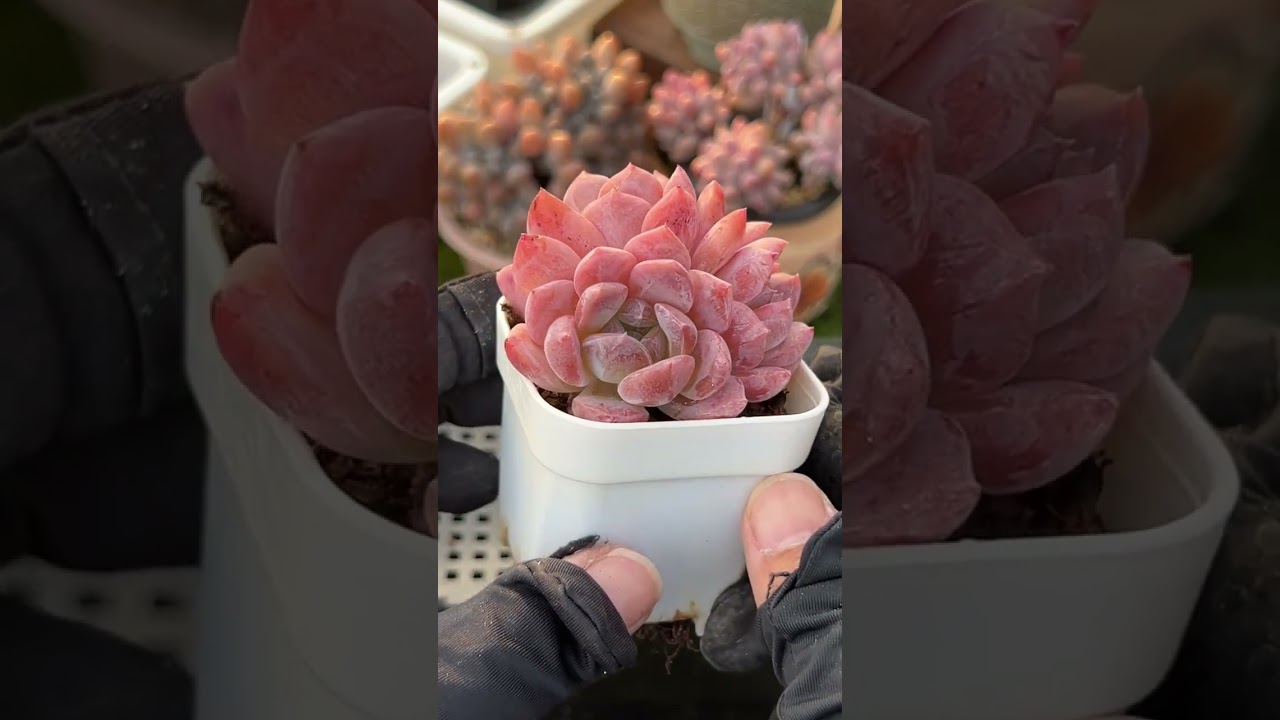 Luxury Succulent Care System 🌵 Design a High-End Indoor Garden