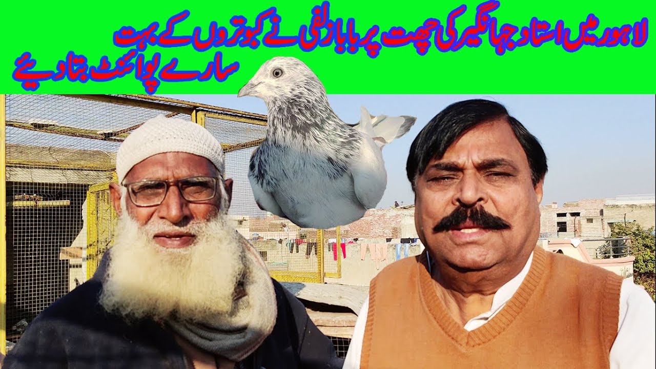 lahore me ustad janghir ki chaht pr baba zulfi ne kabootaro ke points bta diyee (03004515078)