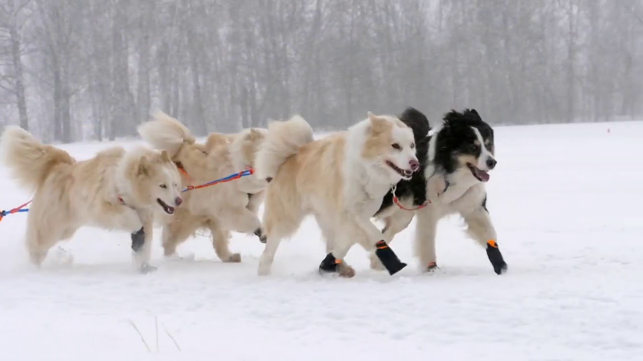 Huskey sled dogs running in slow motion