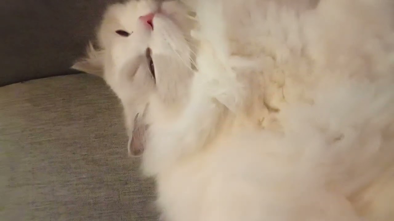 chaton mignon et tout doux 🥰