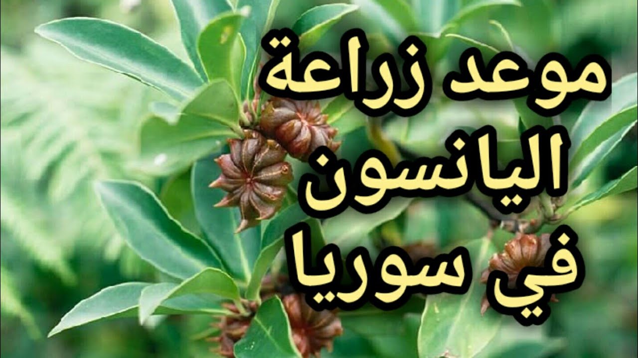 موعد زراعة اليانسون
