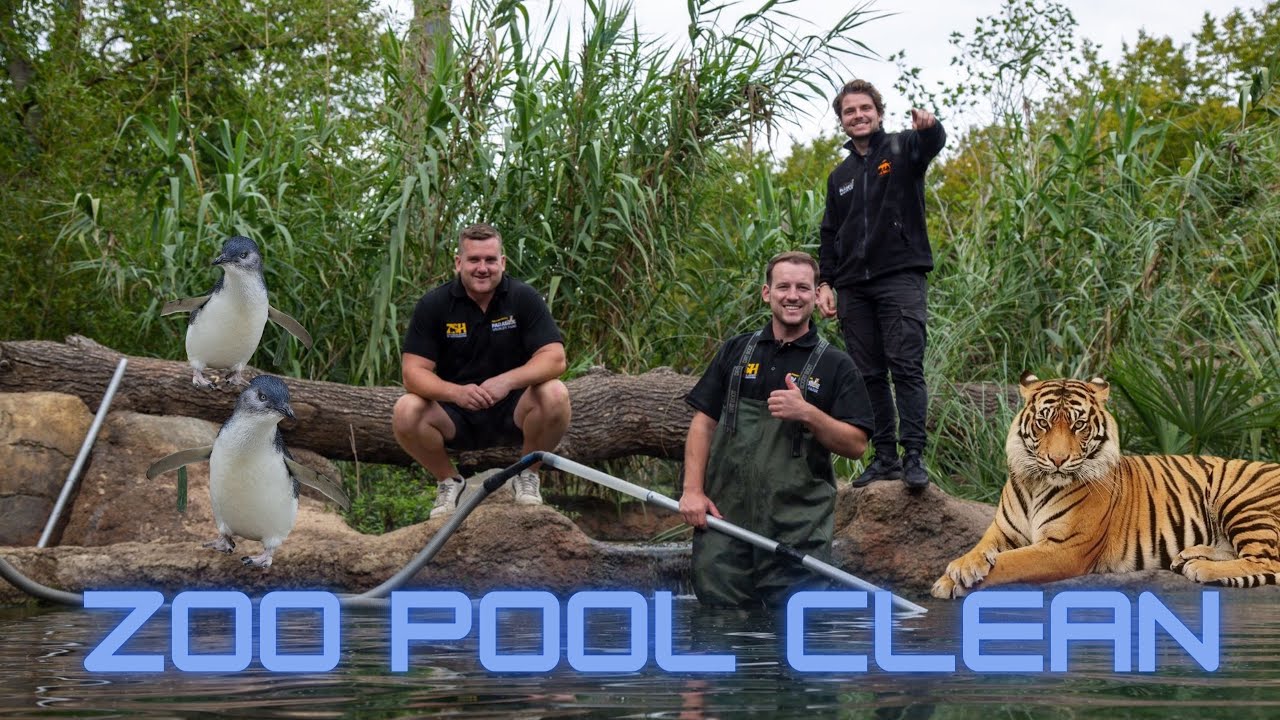 Cleaning out a tiger pool @Paradise Wildlife Park