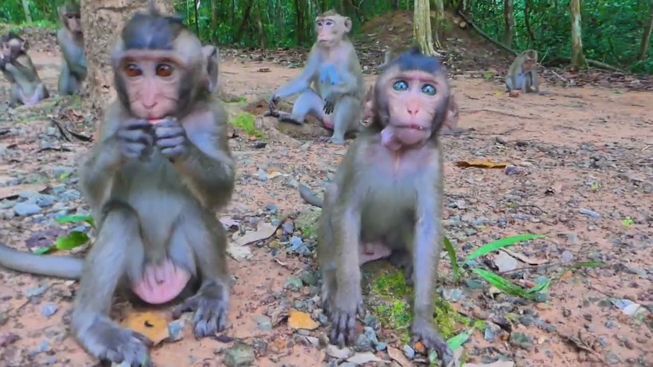 L.ovely baby monkey moby