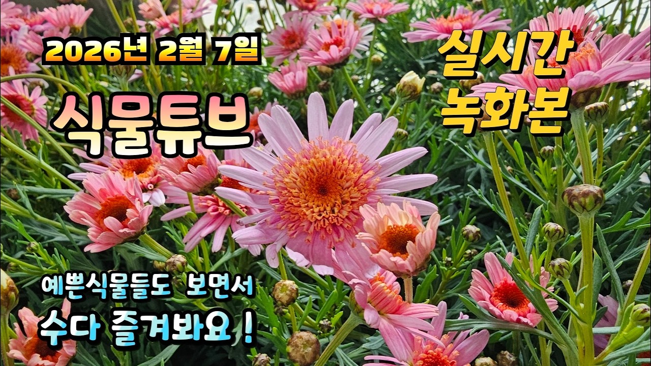 2026년 2월 7일 실시간 방송으로 예쁜식물들 시청 하시면서 수다 즐겨봐요 #양재꽃시장 #식물튜브 #식물아빠