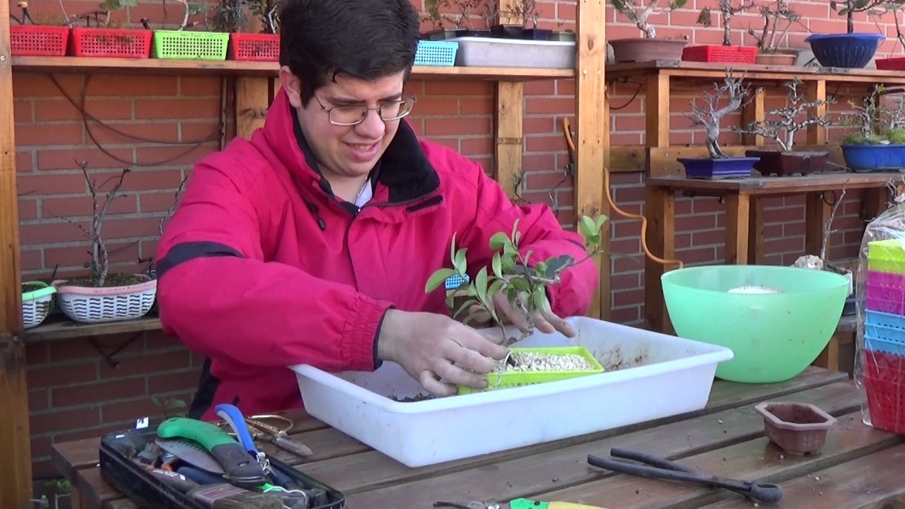 Trasplante Camelia para prebonsai (24/02/2017)