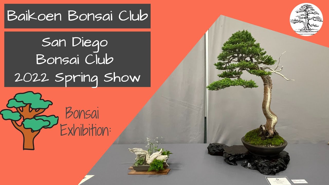 San Diego Bonsai Club - 2022 Spring Show - Baikoen Bonsai Club - Safer @ Home Bonsai Series