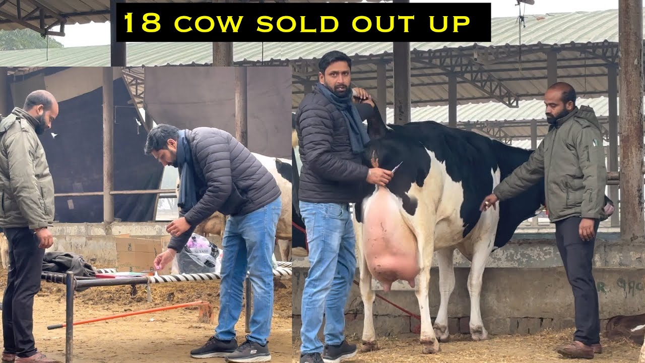 18 cow sold out up || 18 गाय खरीदी यू पी के ग्राहकों ने #rajusirsa 