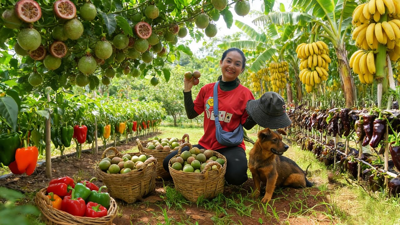 Harvest: Passion Fruit, Bananas, Bell Peppers, Longan, Chocolate Chili To Sell, Cook, Garden