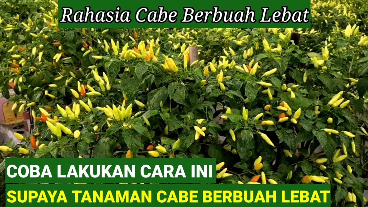 COBA 2 CARA INI ..! AGAR CABE BERBUAH BANYAK