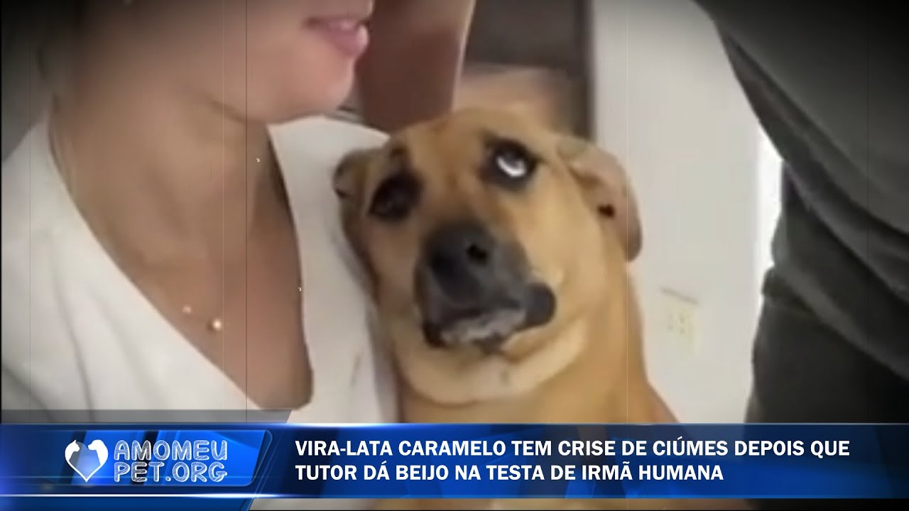 Pets abusivos: Excesso de ciúme ou apenas pura sem-vergonhice? kkkk 😹🐶 Jornalzinho Amo Meu Pet