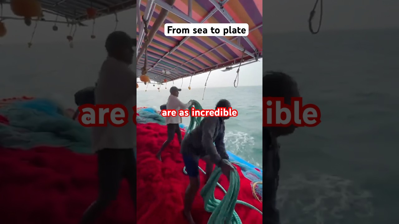 From sea to plate (fishing in the sea) #SeafoodJourney#OceanToTable#FishingLife