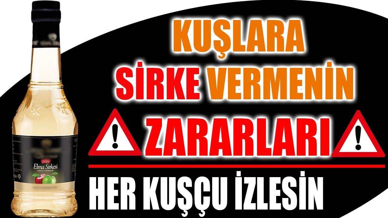 Güvercinlere Sirke Verilirmi Nasıl Verilir Zararları ve Faydaları.