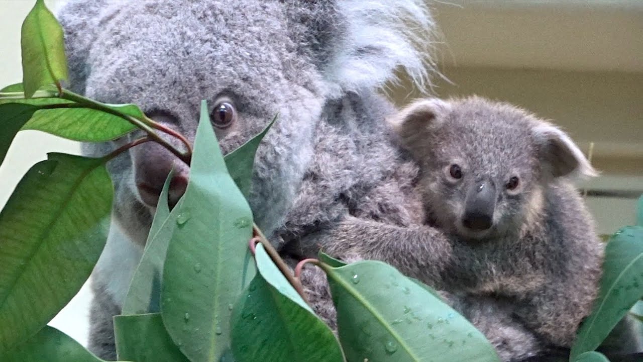 1 st 💗 koala baby 💗 update