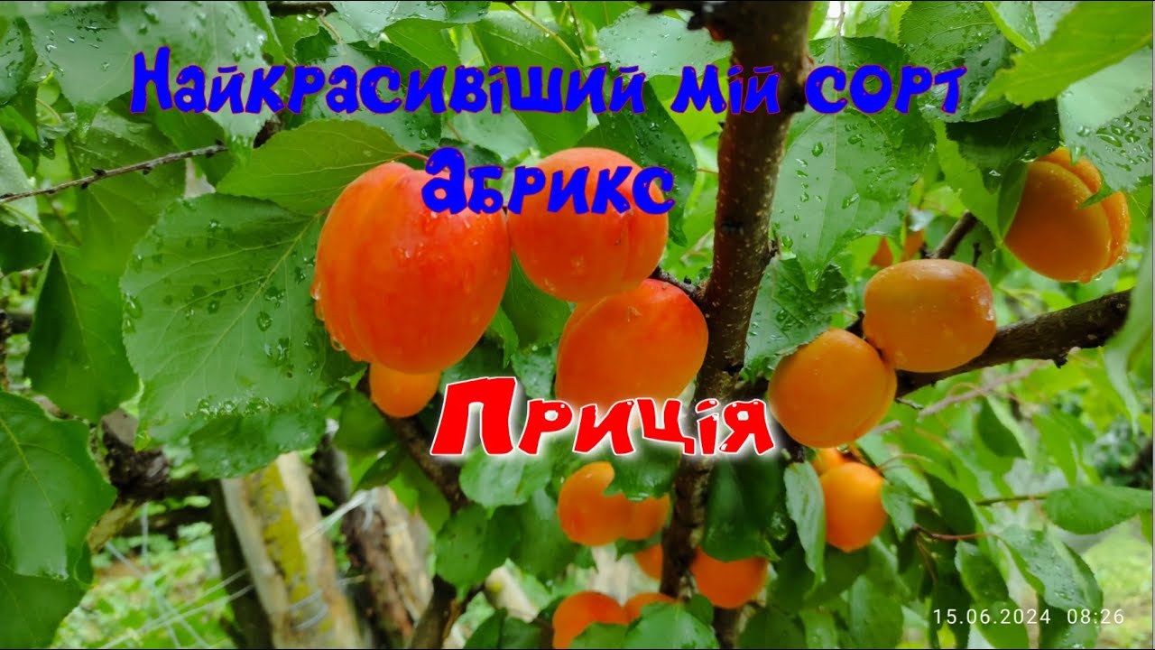 Сорт абрикоса 
