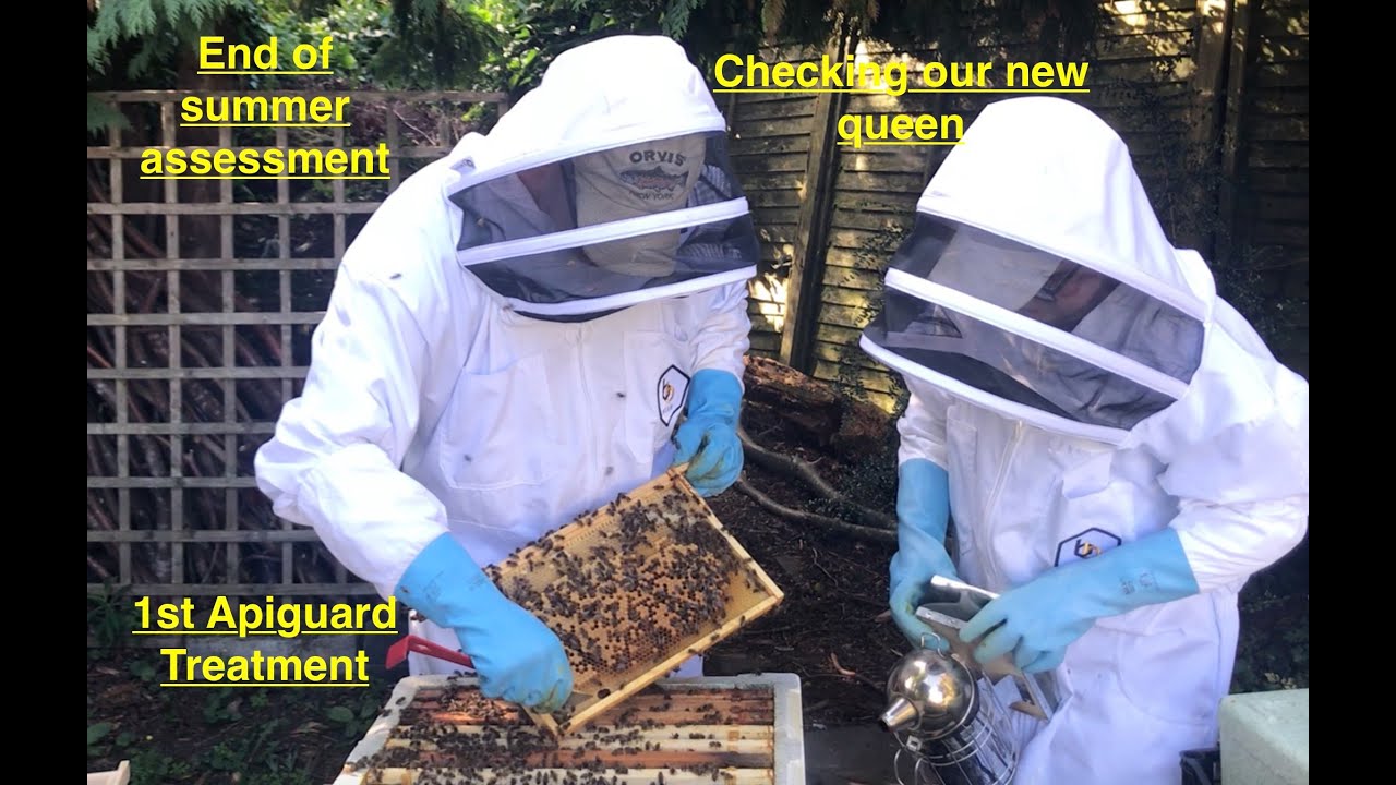 End of August health check, store and brood level assessment, & checking on the queen