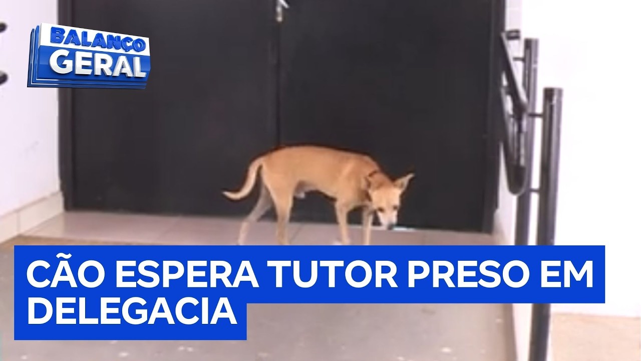 Cachorro fica dia e noite em frente a distrito policial à espera do dono preso