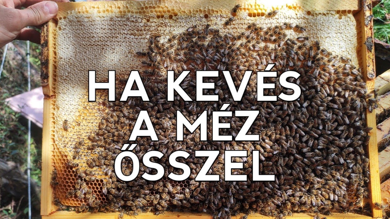 Méhésznapló #45 - Ha kevés a méz ősszel
