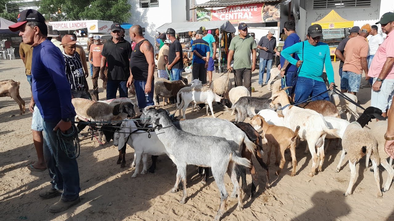 Feira de Animais em Santa Cruz do capibaribe Pernambuco 27/01/2026.