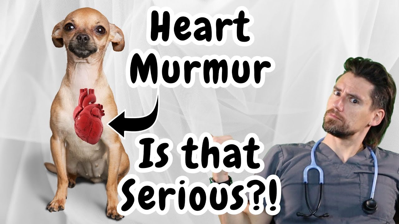 Your dog has a heart murmur, are medications needed?